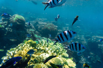 View of fish in sea