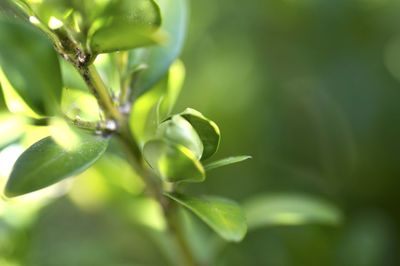 Close-up of fresh green plant