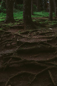 Close-up of tree trunks on field