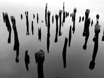 Close-up of silhouette birds by sea against sky