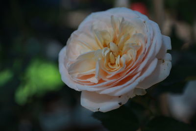 Close-up of white rose