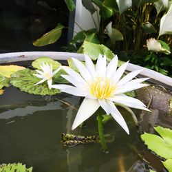 Close-up of lotus water lily in lake
