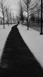 Shadow of bare trees on snow covered landscape