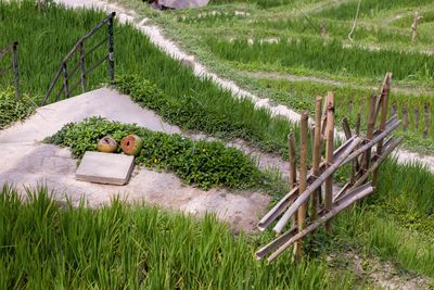 Scenic view of agricultural field