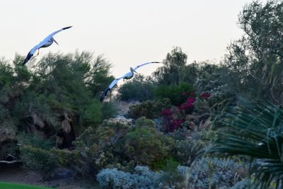 Birds flying over trees against clear sky