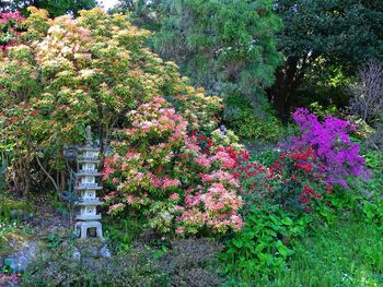 Pink flowering plants in garden