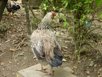 View of a bird on the ground