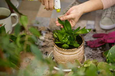 Cropped hand of woman holding plant