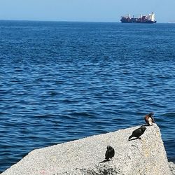 Bird on sea against sky