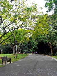 Footpath in park