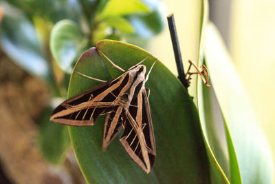 Close-up of butterfly on plant