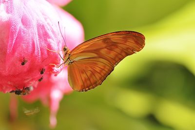 Butterfly perching on flower