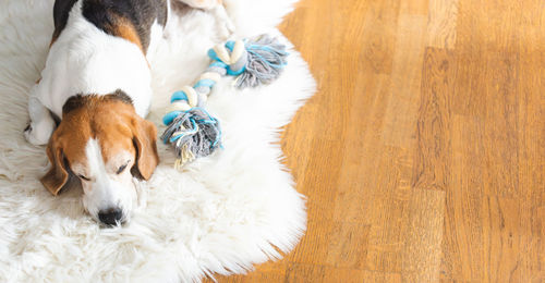Dogs relaxing on hardwood floor
