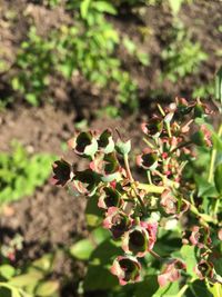 Close-up of plant