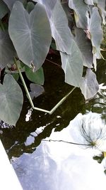 Close-up of leaves in water