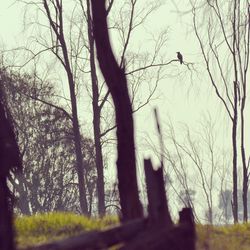 Low angle view of bare trees against sky