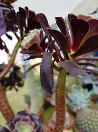 Close-up of flowering plant