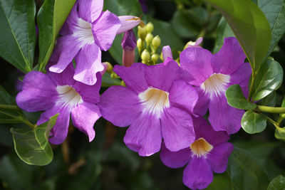 Close-up of purple flowering plants