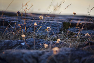 Close-up of plant growing on field