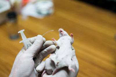 Cropped hands of veterinarian holding mouse