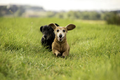 Portrait of dog running on grassy field