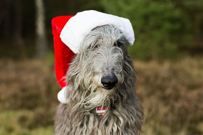 Close-up of a dog