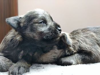 Close-up of dog at home