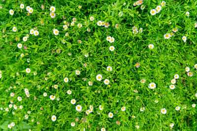 High angle view of flowering plants on field
