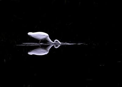 Bird perching on a lake