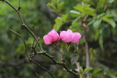 Close-up of pink flowers blooming outdoors