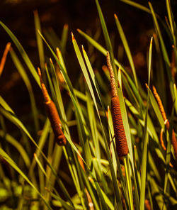 Close-up of insect on grass