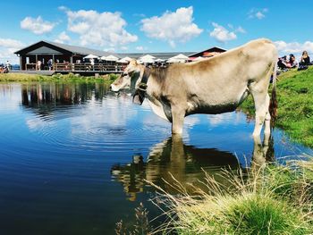 Cow standing in a water