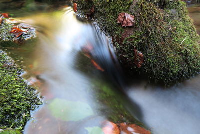 Blurred motion of trees growing in stream