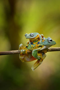 Close-up of frog on twig