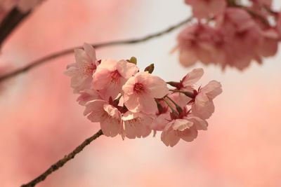 Close-up of pink cherry blossoms in spring