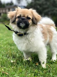 Portrait of puppy on field