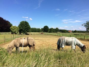 Horse grazing on field against sky