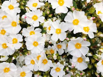 Full frame shot of white flowers blooming outdoors