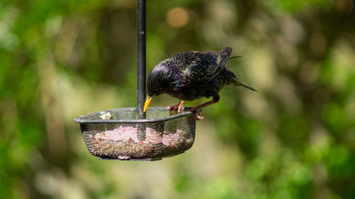 Close-up of bird perching on a feeder