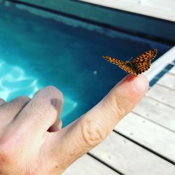 Close-up of hand holding butterfly against swimming pool