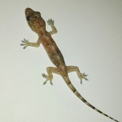 Close-up of lizard on wall