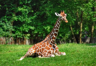 Giraffe on field