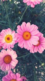 Close-up of pink flowers