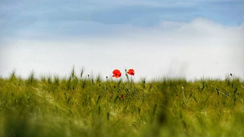 Scenic view of grassy field against cloudy sky