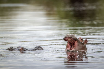 High angle view of hippopotamus swimming in lake