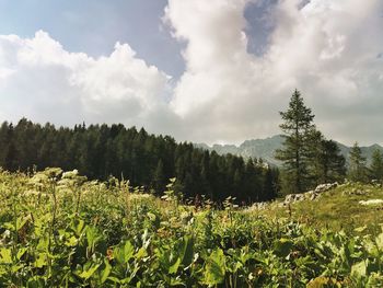 Panoramic view of trees against sky