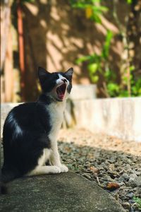 Close-up of cat yawning