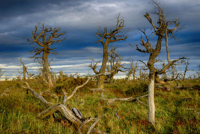 Bare trees on field against sky