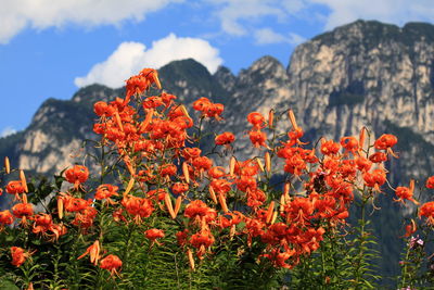 Close-up of orange flowers