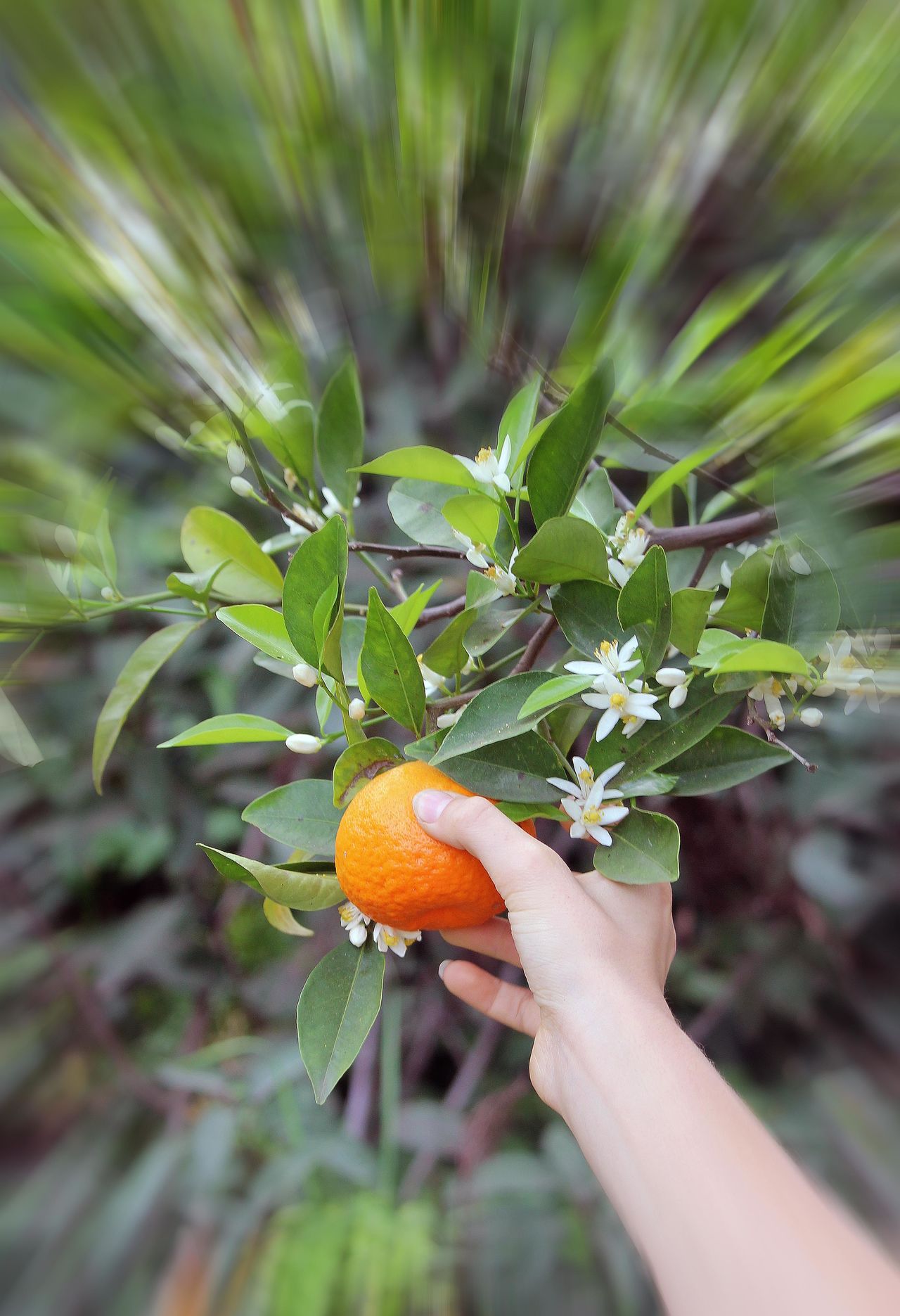 Spring orange blossoms